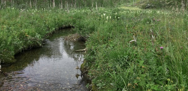 Naturanpassad skötsel med omtanke längs Luleälven